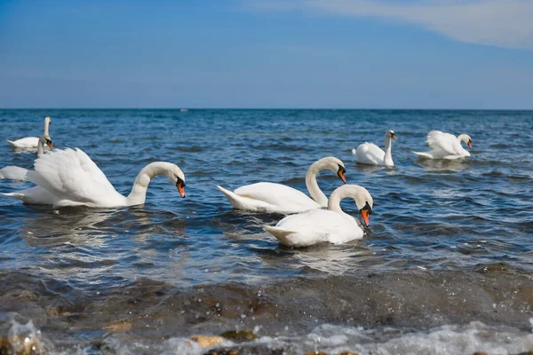 White Swans Sea Shore Feed Bread Thrown Them Slow Motion Royalty Free Stock Photos