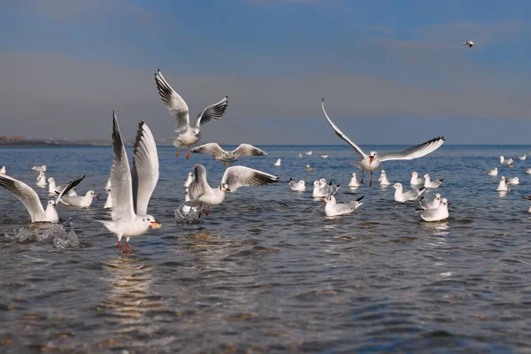 海鸥在海里的水面上休息 捕捉到扔给它们的面包 — 图库照片
