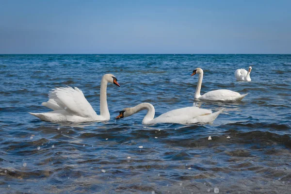 Los Cisnes Blancos Mar Cerca Orilla Alimentan Del Pan Que — Foto de Stock