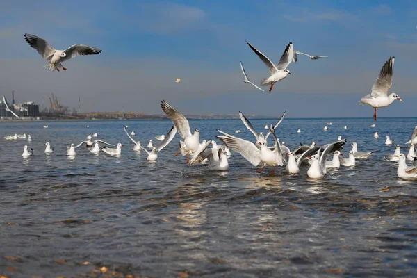 Martılar denizde dinlenir, havalanır, onlara atılacak ekmeği yakalarlar.