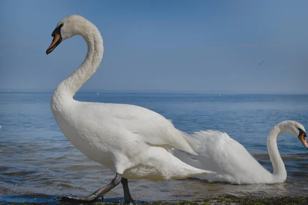 Close Pair White Swans Seashore Sunny Summer Day — Stock Photo, Image