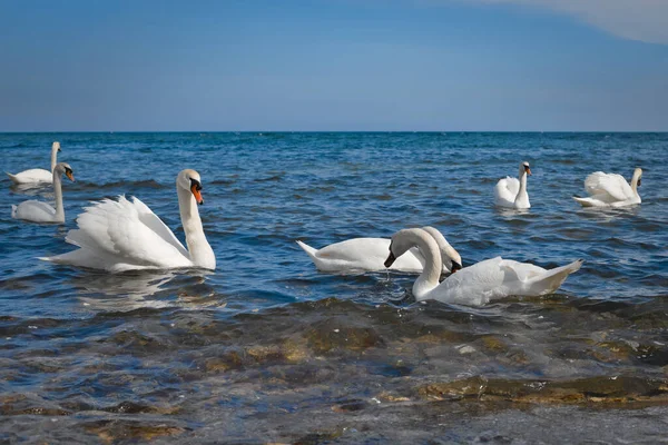 White Swans Sea Shore Feed Bread Thrown Them Slow Motion Royalty Free Stock Images