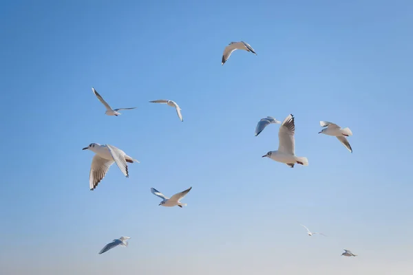 Seagulls gracefully soaring in the air over the sea coast in the rays of the sun