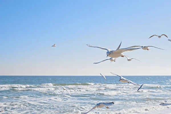 Seagulls soaring in the air over the sea coast, sea waves in the sun