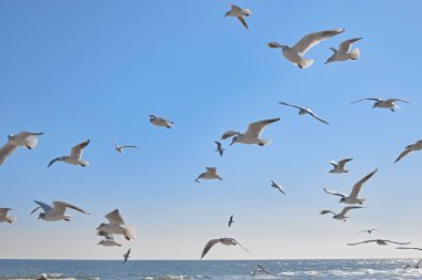 Deniz kıyısında havada süzülen martılar, güneşli deniz dalgaları.