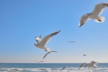Deniz kıyısında havada süzülen martılar, güneşli deniz dalgaları.