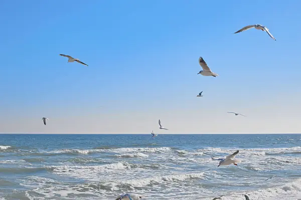 Seagulls Soaring Air Sea Coast Sea Waves Sun — Stock Photo, Image