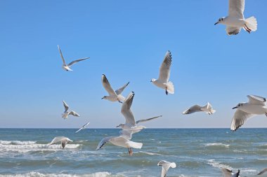Deniz üzerinde uçan martılar, kıyıya vuran dalgalar, açık mavi gökyüzü, güneşli bir gün.