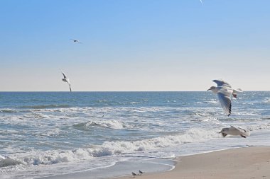 Deniz üzerinde uçan martılar, kıyıya vuran dalgalar, açık mavi gökyüzü, güneşli bir gün.