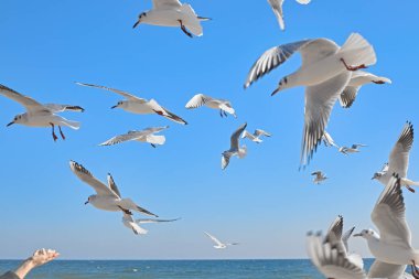 Suyun üzerinde uçan beyaz bir martı sürüsü havada ekmek yakalıyor.