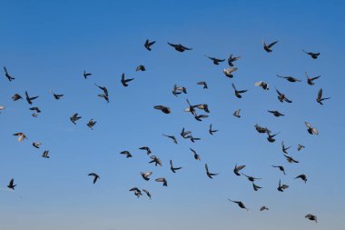 Bir güvercin sürüsü şehir plajı yakınlarında denizin üzerinde uçuyor.