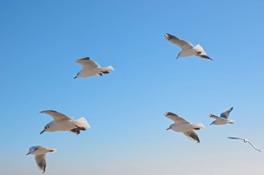 Beyaz martılar havada süzülüyor. Arka planda gökyüzünün mavi rengi var.