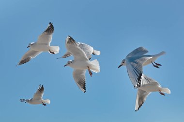 White seagulls soaring in the air with the blue color of sky in the background
