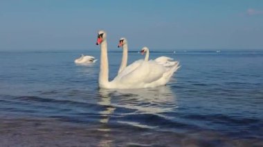 Kıyıya yakın denizde yüzen zarif beyaz kuğular suya yansıyor. Yavaş çekim