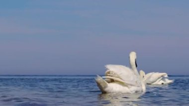Denizde yüzen beyaz bir kuğu zarif bir şekilde yükseldi ve kanatlarını çırptı.