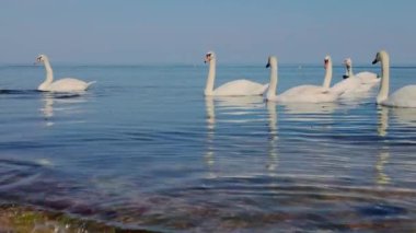 Kıyıya yakın denizde yüzen zarif beyaz kuğular suya yansıyor. Gerçek zamanlı.