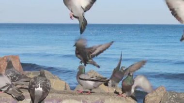 Deniz kenarındaki büyük kayalıklarda oturan bir güvercin sürüsü aniden havalanıyor. Gerçek zamanlı.