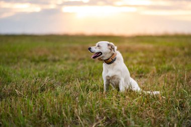 Mutlu köpek yeşil çimlerin üzerinde eğleniyor..