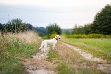 Mutlu köpek yeşil çimlerin üzerinde eğleniyor..