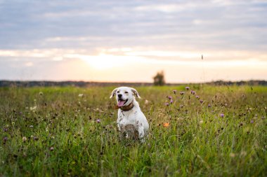 Mutlu köpek yeşil çimlerin üzerinde eğleniyor..