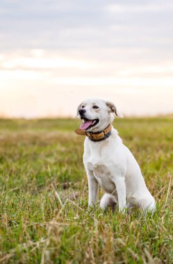 Mutlu köpek yeşil çimlerin üzerinde eğleniyor..