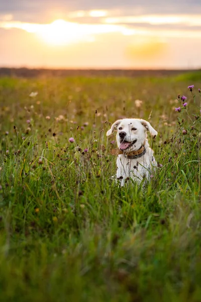 Happy Dog Having Fun Field Green Grass — Stock Photo, Image