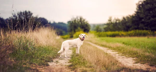 Счастливая Собака Веселится Поле Зеленой Травы — стоковое фото