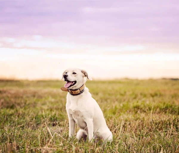 Щасливий Собака Розважається Полі Зеленої Трави Ліцензійні Стокові Фото