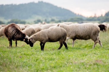 koyun sürüsü güzel dağ çayır üzerinde. 