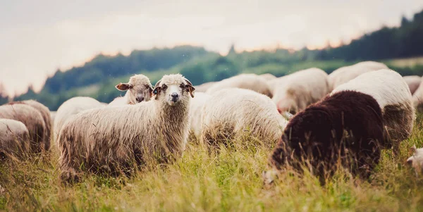 Troupeau Moutons Sur Une Belle Prairie Montagne — Photo