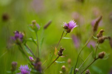Çiçekler yeşil çimlerin üzerinde. 
