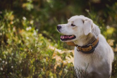 Beyaz labrador tipi, melez, ormanda deri yakalı bir köpek..