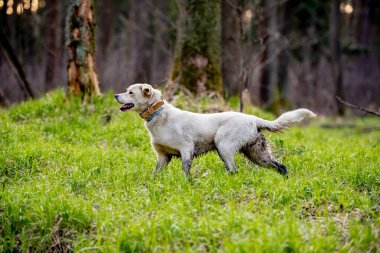 Beyaz labrador tipi, melez, ormanda deri yakalı bir köpek..