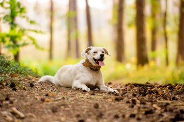 Beyaz labrador tipi, melez, ormanda deri yakalı bir köpek..