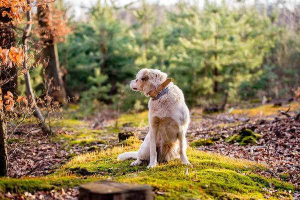 Білий Лабрадор Типу Монгел Собака Лісі Шкіряному Комірі — стокове фото
