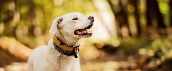 Tipo Labrador Blanco Mestizo Perro Bosque Con Cuello Cuero —  Fotos de Stock