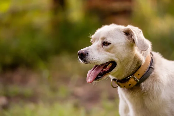 Typ Weißer Labrador Mischling Hund Wald Mit Lederhalsband — Stockfoto