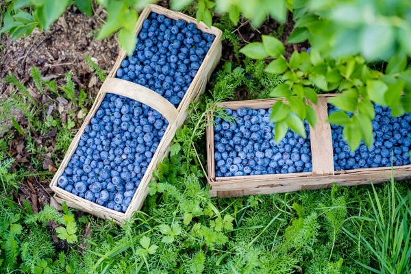 Blåbärsplantor Med Frukt Ekologisk Plantering Blåbär — Stockfoto