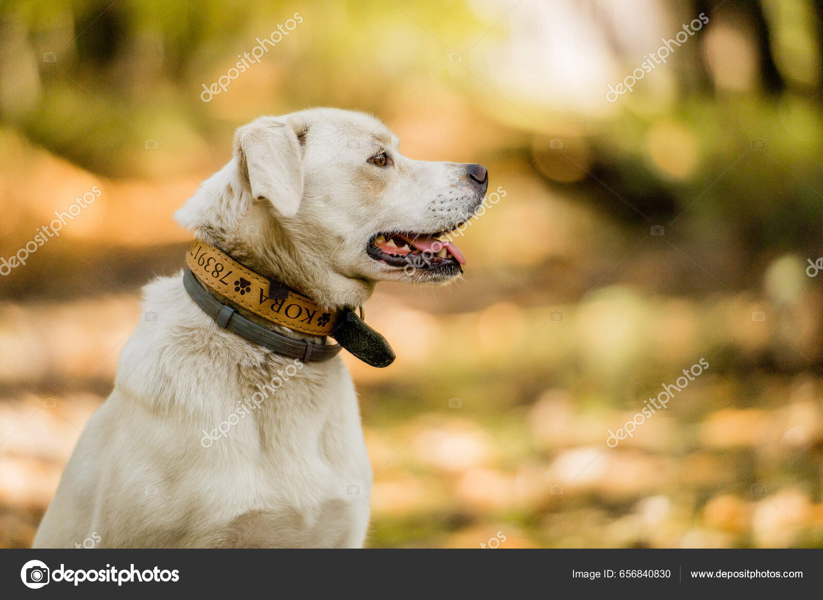 Imagens de Cão albino sem royalties | DepositPhotos, image size:1600x1167