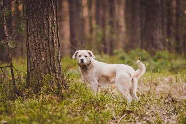 Beyaz labrador tipi, kırma, ormandaki köpek..