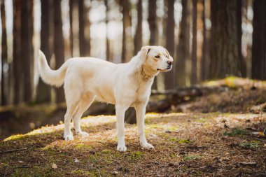 Beyaz labrador tipi, kırma, ormandaki köpek..