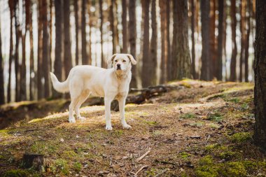 Beyaz labrador tipi, kırma, ormandaki köpek..