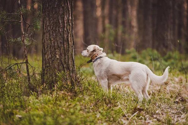 Белый Лабрадор Дворняга Собака Лесу — стоковое фото