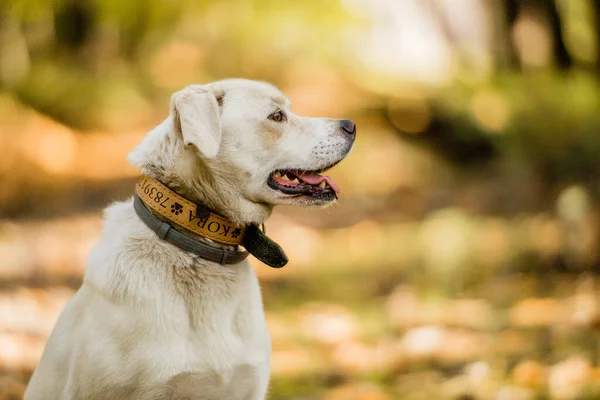 White labrador type, mongrel, dog in forest.