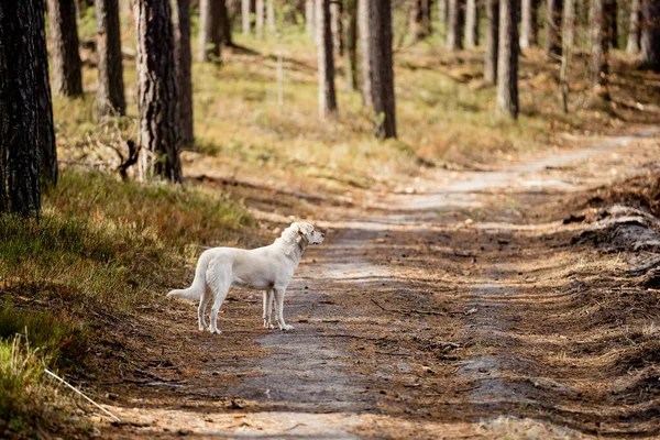 stock image White labrador type, mongrel, dog in forest.