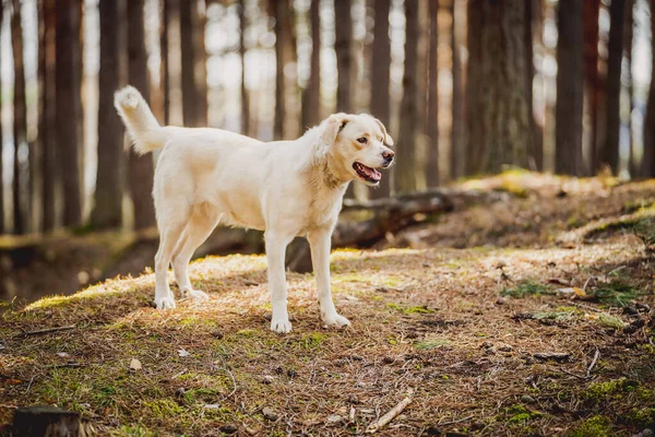 Белый Лабрадор Дворняга Собака Лесу Стоковое Фото