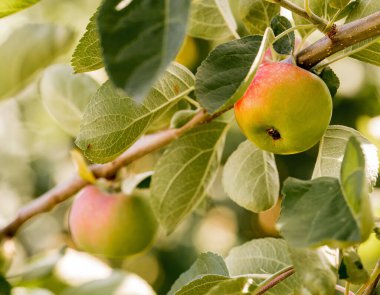 organik elma bitkisi meyveleri, lezzetli meyveler.