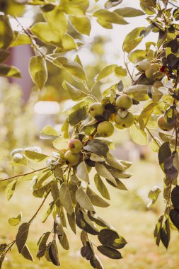 organik elma bitkisi meyveleri, lezzetli meyveler.