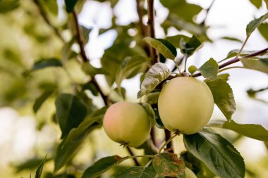 organik elma bitkisi meyveleri, lezzetli meyveler.