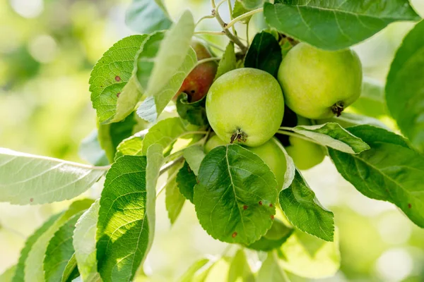 stock image organic apple plant fruits on a branch, delicious fruits